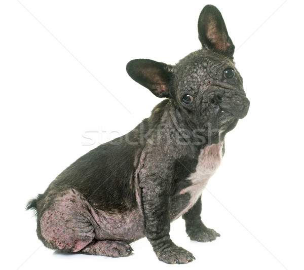 [[stock_photo]]: Chien · français · bulldog · peau · stress · studio