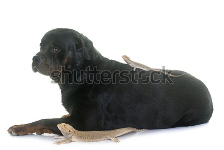 Pogona vitticeps and rottweiler Stock photo © cynoclub