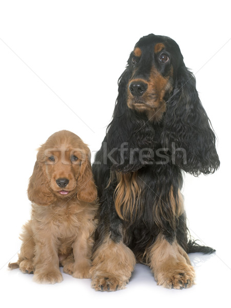 puppy and adult cocker spaniel Stock photo © cynoclub