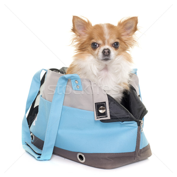 chihuahua and travel bag Stock photo © cynoclub