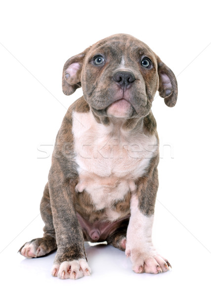puppy american staffordshire terrier Stock photo © cynoclub