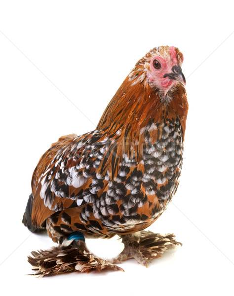 Holland tyúk farm állat stúdió csirke Stock fotó © cynoclub