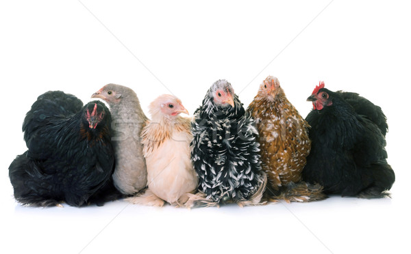 Kurczaka studio biały zwierząt chick rolnictwa Zdjęcia stock © cynoclub