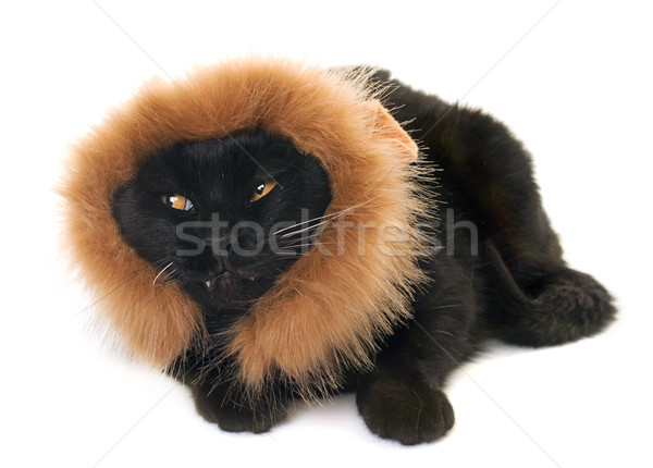 Gato preto diversão preto dentes animal isolado Foto stock © cynoclub