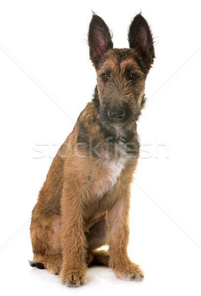 Stock fotó: Kutyakölyök · belga · juhászkutya · fiatal · állat