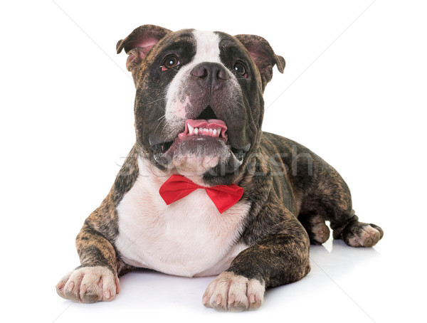 Stock photo: american bully in studio