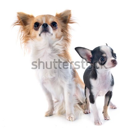Stock photo: puppy and adult chihuahua