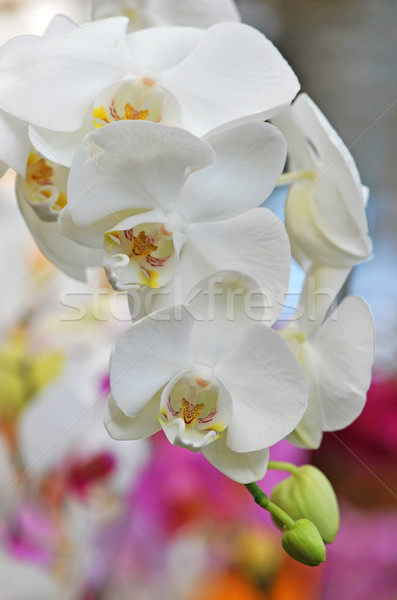 phalaenopsis Stock photo © cynoclub