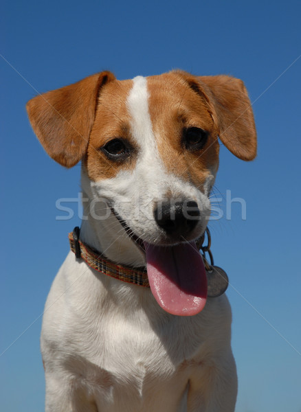 jack russel terrier Stock photo © cynoclub