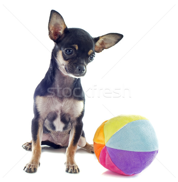 puppy chihuahua and ball Stock photo © cynoclub
