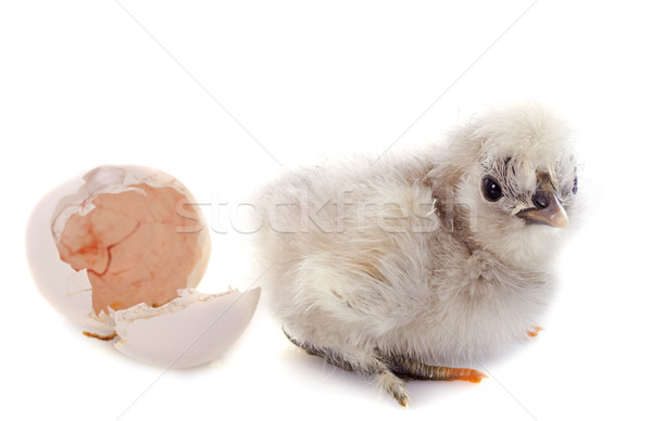 hatching Stock photo © cynoclub