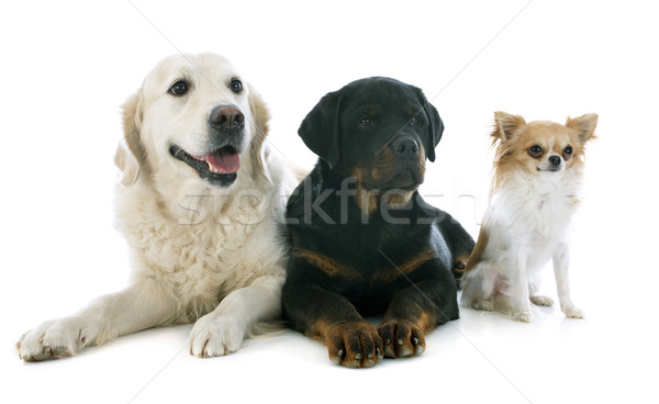 Trzy psów golden retriever szczeniak rottweiler Zdjęcia stock © cynoclub