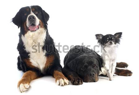 Három kutyák kínai kutya rottweiler fehér Stock fotó © cynoclub