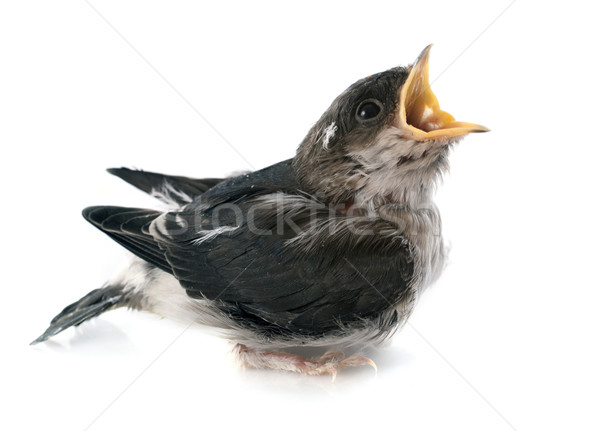 Common house martin Stock photo © cynoclub