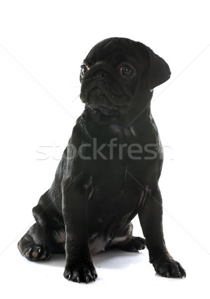 puppy pug Stock photo © cynoclub