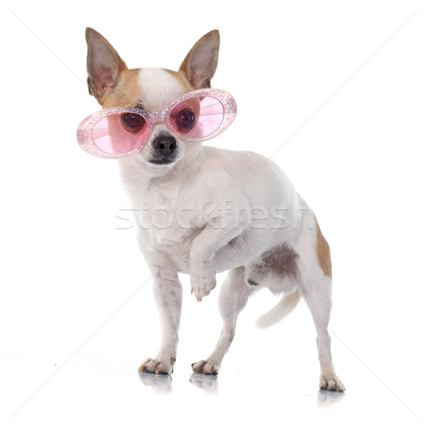 young chihuahua Stock photo © cynoclub