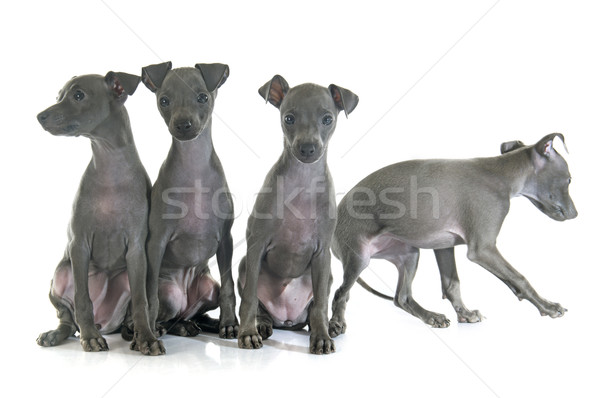 Filhotes de cachorro italiano galgo branco azul jovem Foto stock © cynoclub