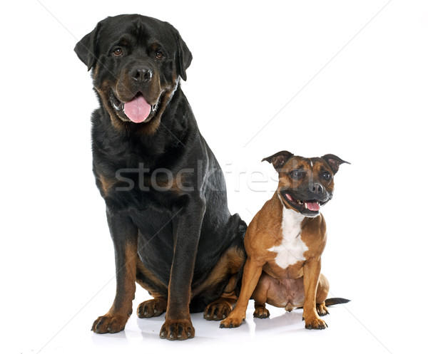 Boğa terriyer rottweiler beyaz köpek siyah Stok fotoğraf © cynoclub