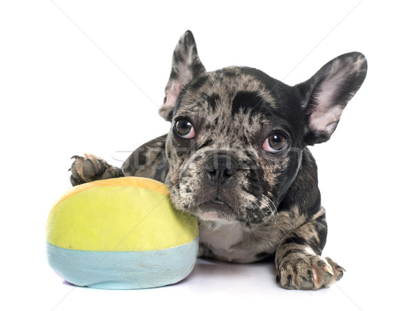 puppy french bulldog Stock photo © cynoclub