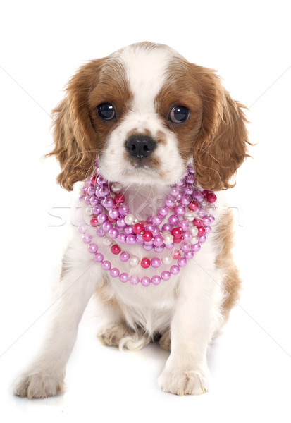 puppy cavalier king charles Stock photo © cynoclub