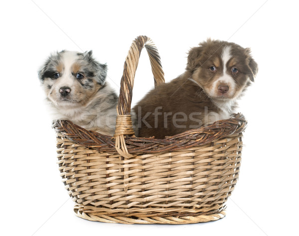 Foto stock: Filhotes · de · cachorro · australiano · pastor · branco · jovem · cesta