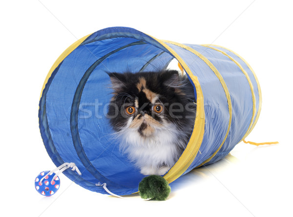 Tricolore gatto persiano tunnel giocare bianco femminile Foto d'archivio © cynoclub