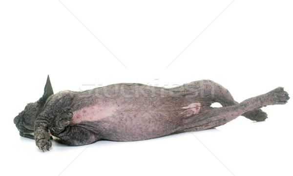 Stock photo: dog with Demodicosis