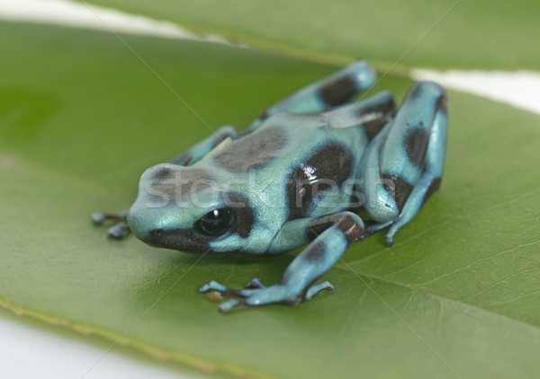 Zielone niebieski żaba studio dart makro Zdjęcia stock © cynoclub