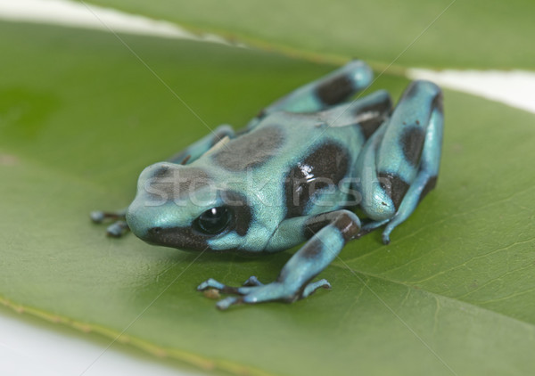 Grünen blau Frosch Studio Dart Makro Stock foto © cynoclub