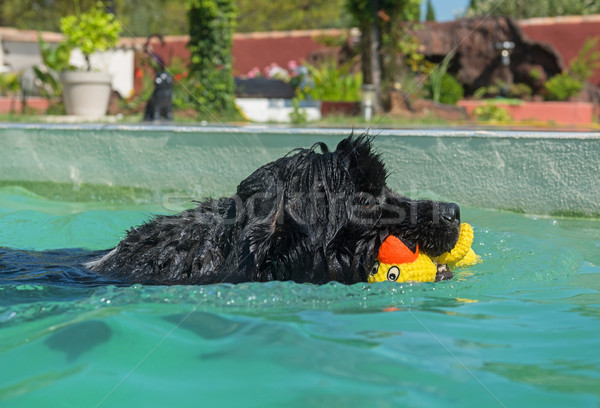 Neufundländer Hund Schwimmbad Erwachsenen Wasser Sonne Stock foto © cynoclub