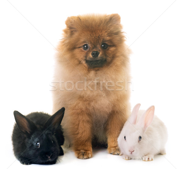 rabbits and pomeranian Stock photo © cynoclub