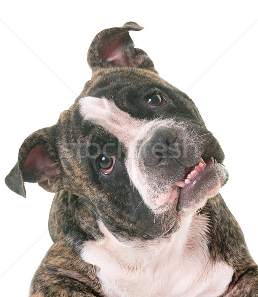 american bully in studio Stock photo © cynoclub