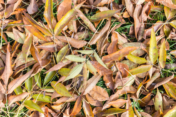 Düşmek yaprakları doku arka plan mutfak yeşil Stok fotoğraf © cypher0x