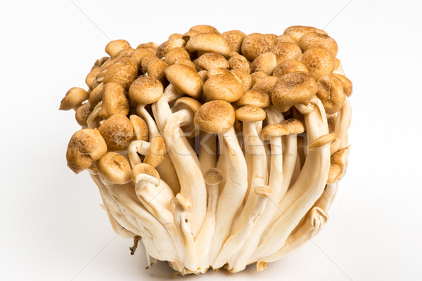 Bunch of Shimeji Mushrooms on white Stock photo © cypher0x