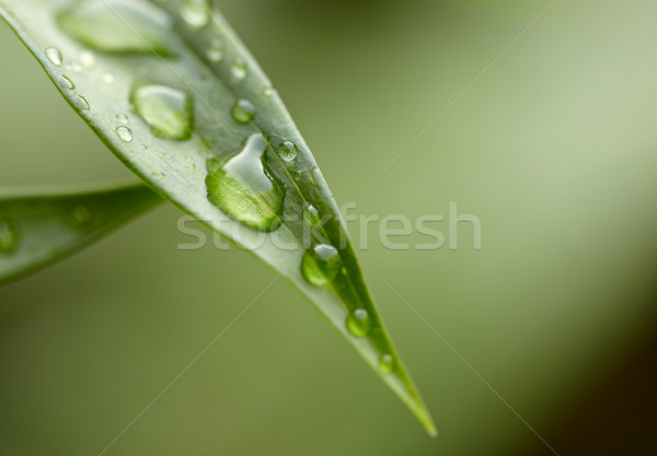 Green leaf Wassertropfen Wasser Frühling Gras Blatt Stock foto © d13