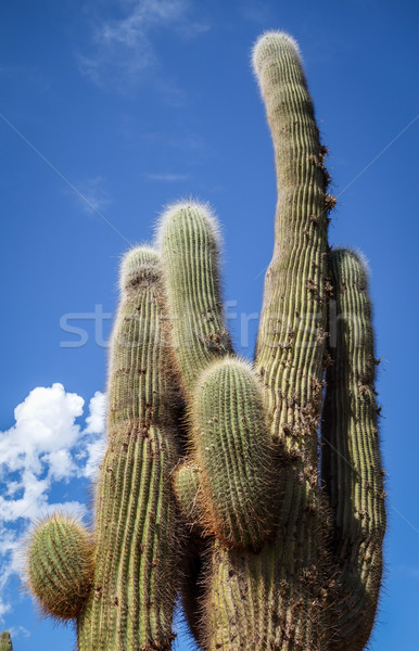 giant cactus in the desert, Argentina Stock photo © daboost