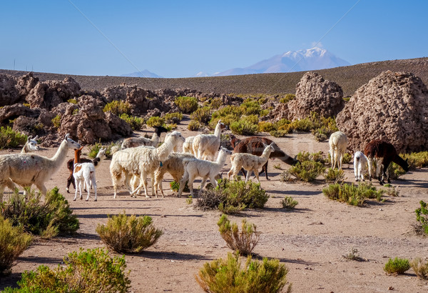 Lamas herd in Bolivia Stock photo © daboost