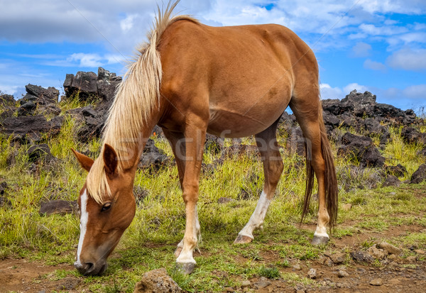 Cavallo Isola di Pasqua campo Ocean Chile cielo Foto d'archivio © daboost