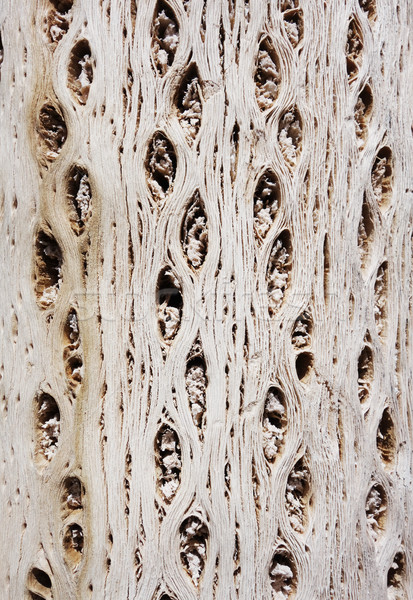 Stock foto: Kaktus · Holz · Rinde · Textur · abstrakten · Tapete