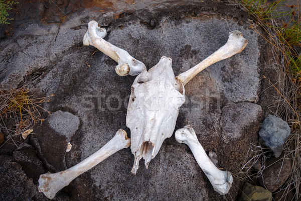 Horse skull and bones Stock photo © daboost