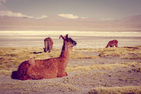 Lamas herd in Laguna colorada, sud Lipez Altiplano reserva, Boli Stock photo © daboost