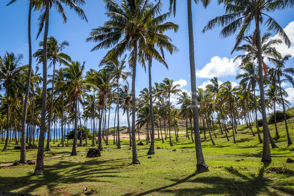 Foto stock: Palma · praia · páscoa · ilha · céu