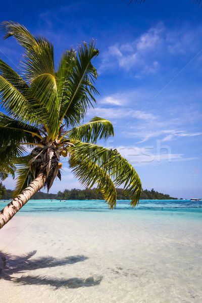 Paradise tropical beach and lagoon in Moorea Island Stock photo © daboost