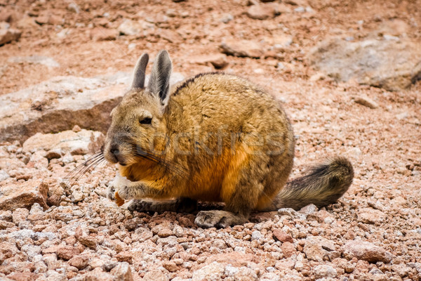 Southern viscacha in Altiplano desert, sud Lipez reserva, Bolivi Stock photo © daboost