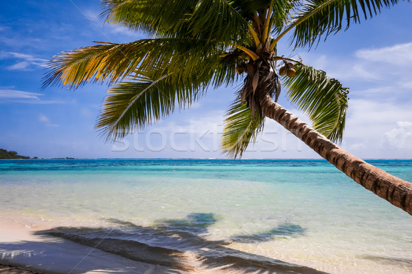 Paradies tropischen Strand Insel Französisch Strand Stock foto © daboost