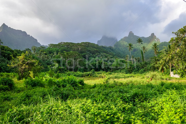 Eiland jungle bergen landschap frans polynesië Stockfoto © daboost
