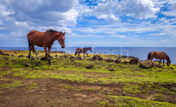 Horses on easter island cliffs Stock photo © daboost