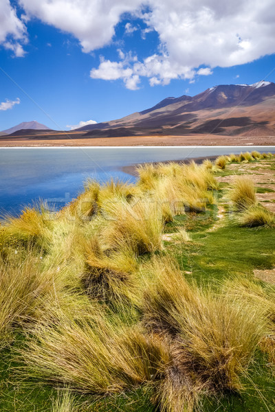 Altiplano laguna in sud Lipez reserva, Bolivia Stock photo © daboost