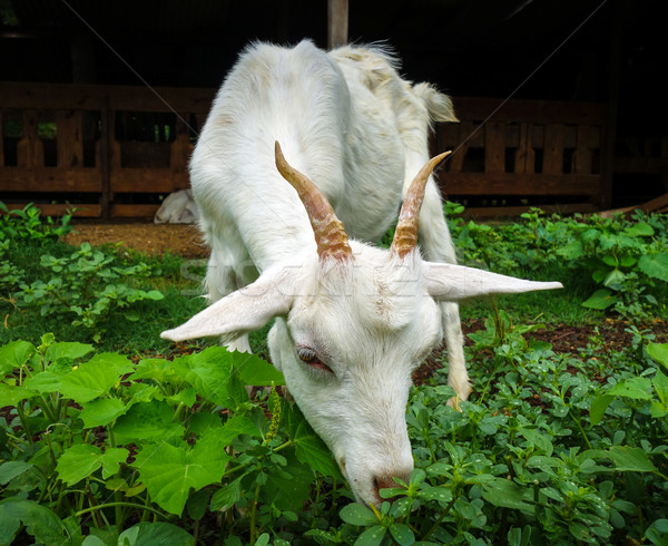 White goat Stock photo © daboost