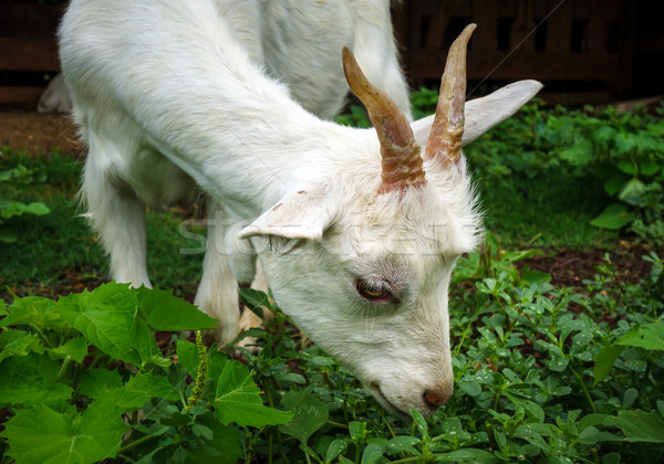 Alb capră fermă vedere ochi Imagine de stoc © daboost